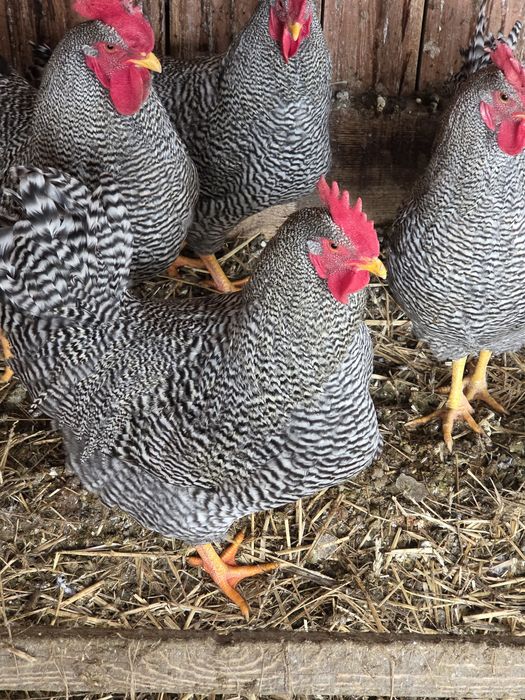 Kogury Amrock jaja lęgowe