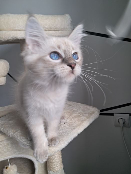 Alvaro kocurek Neva Masquerade Syberyjski