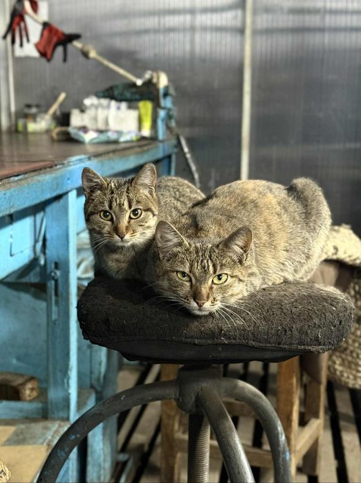 Стерилизованные кошечки. Кошечка даром. Кошка бесплатно. Котенок.