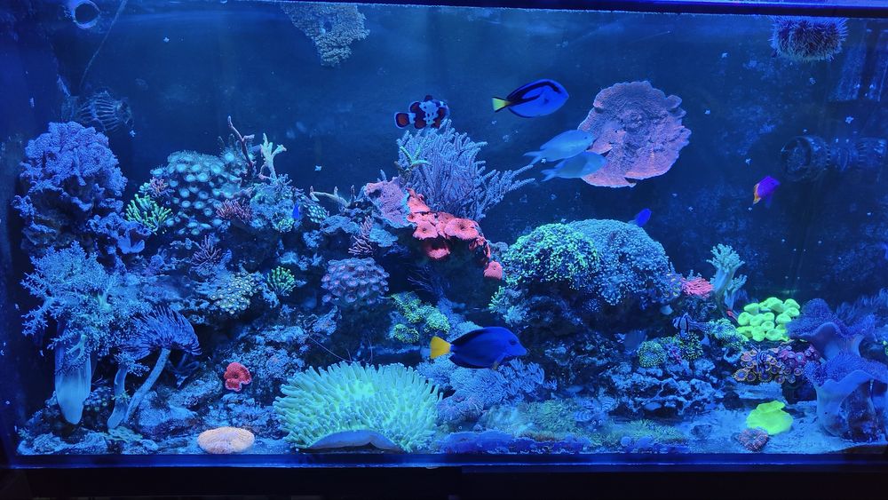 Serwis akwarium/ akwarium dekoracyjne