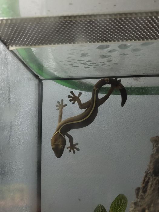 Dorosła samica gekon paskowany czekoladowy