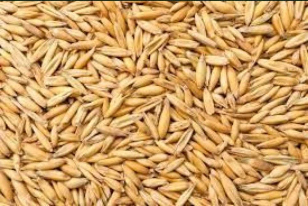 Ekologiczny Owies Żółty Bingo