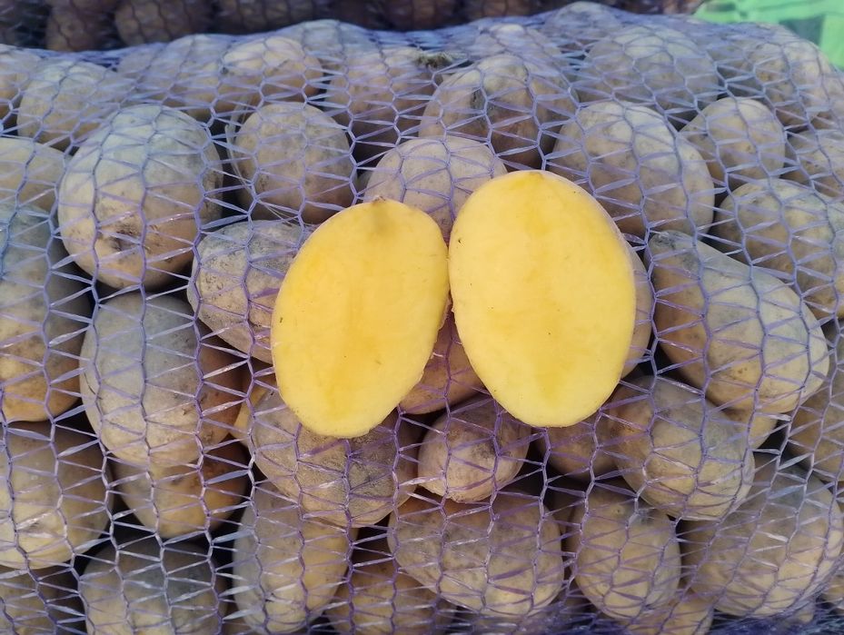 Продам насіння картоплі