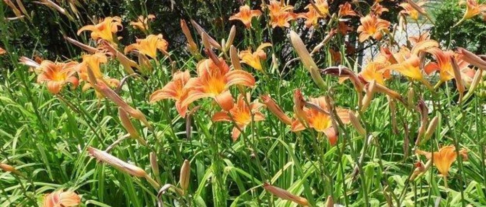 60zł 5 sadzonek roślin  kopane z gruntu