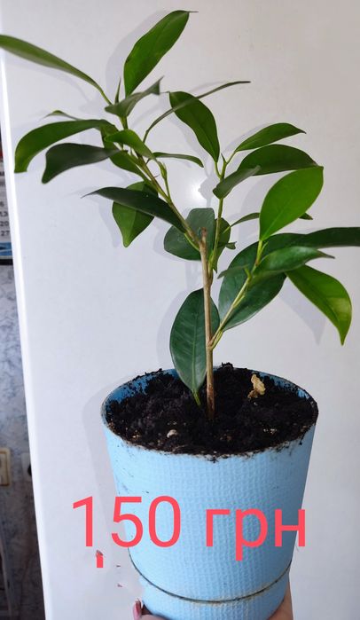 Фикус микрокарпа