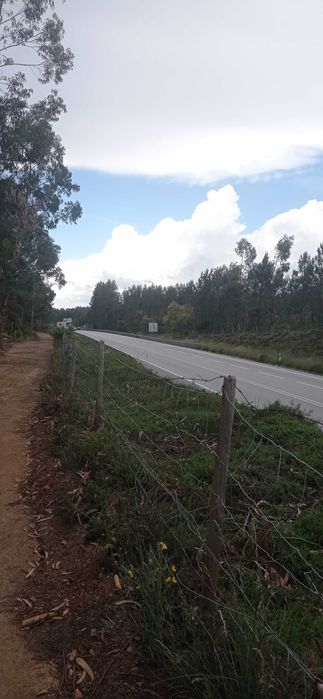 Terreno Rústico com 17500 mts na Sertã