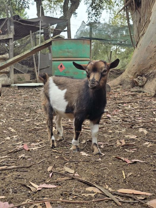 *** cabrito micro anão ***