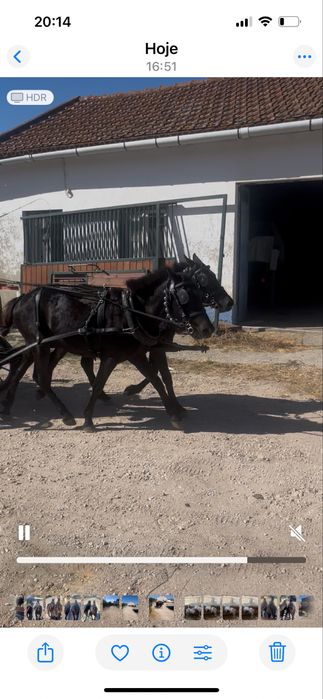 Parelha cavalis garranos