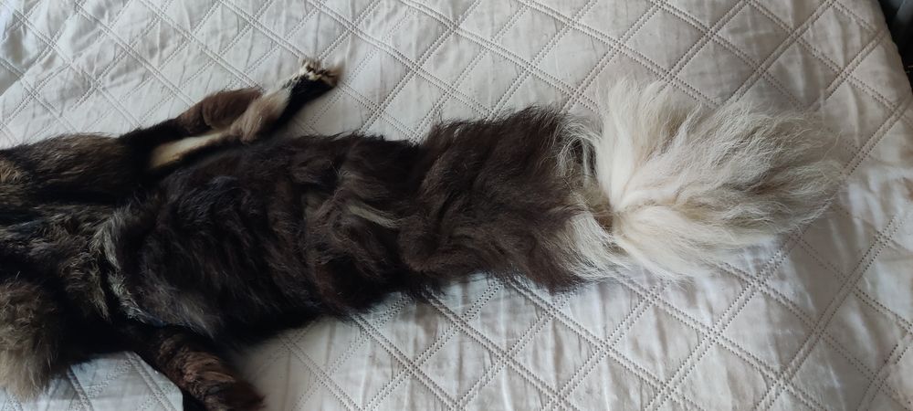 Skóra z Jenota Azjatyckiego 160cm