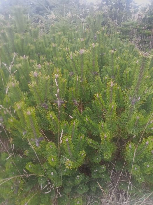 Zrazy z iglaków do szczepienia