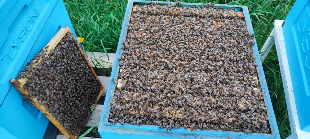 ODKŁADY i RODZINY Pszczele ― Rezerwacje '2026 ROK ― Pasieka PRADAWNA®