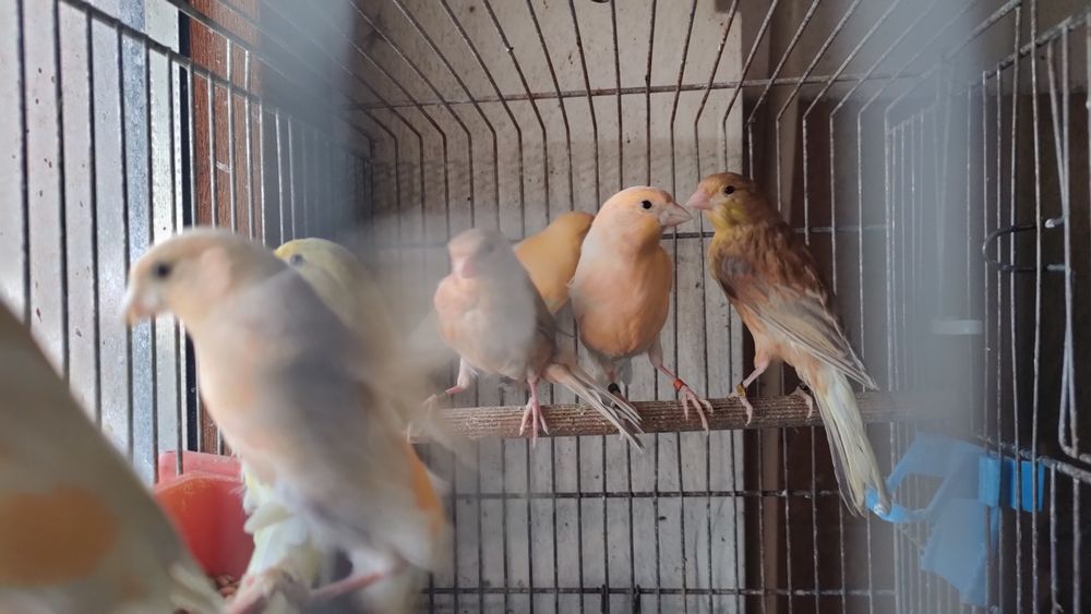 Kanarki samce samice