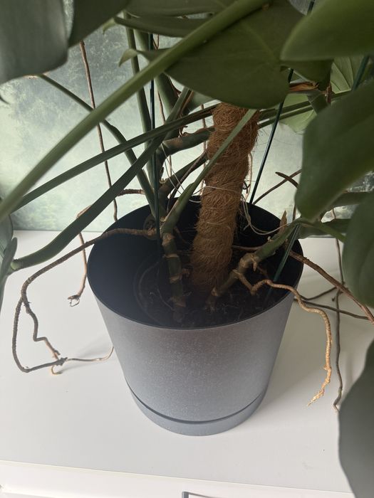 Monstera duża, zdrowa