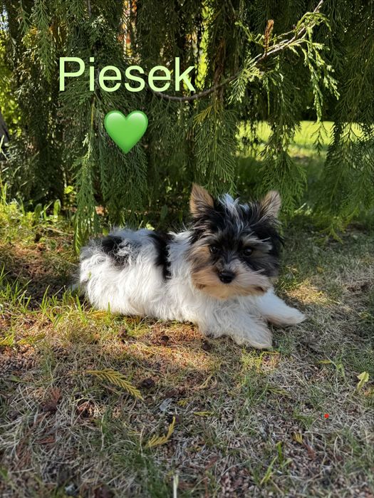 York Biewer piękny