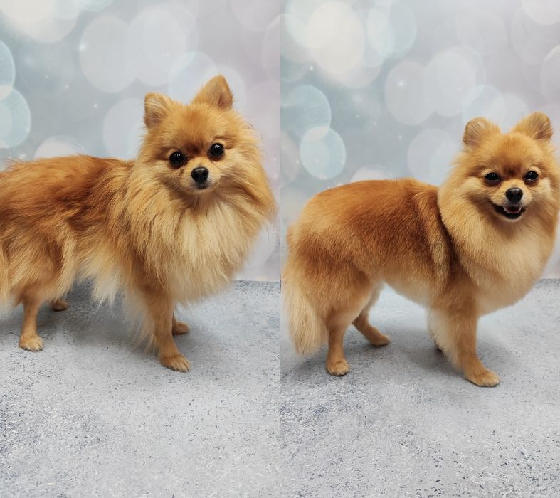 Работаю и без света!!! Стрижки котов и собак, чистка зубов ультразвуко