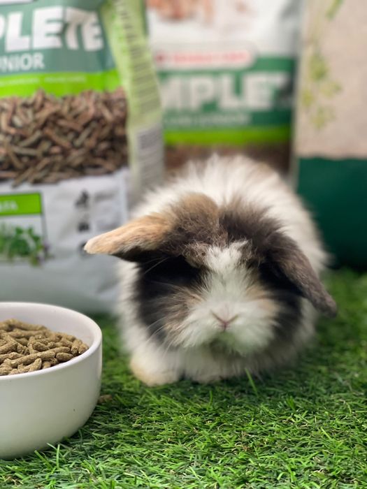 Coelhos anões - KIT DISPONIVEL LOJA