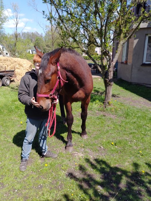 Ogierek śląski Lunar
