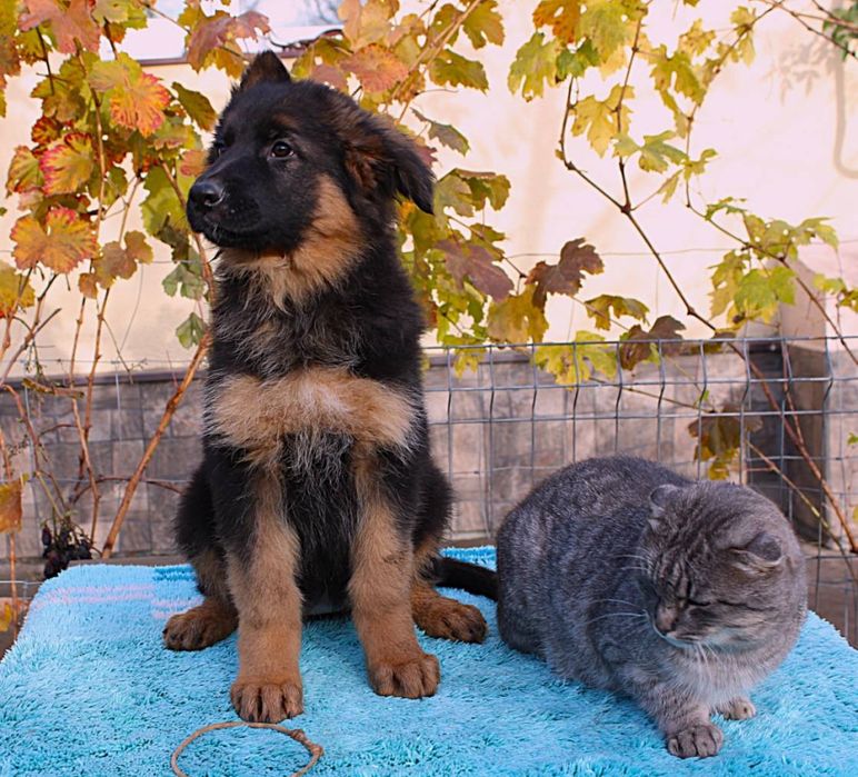 Німецька вівчарка довгошерстна Дівчата