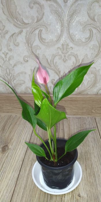 Антуріум Лілі+інші сорти.
