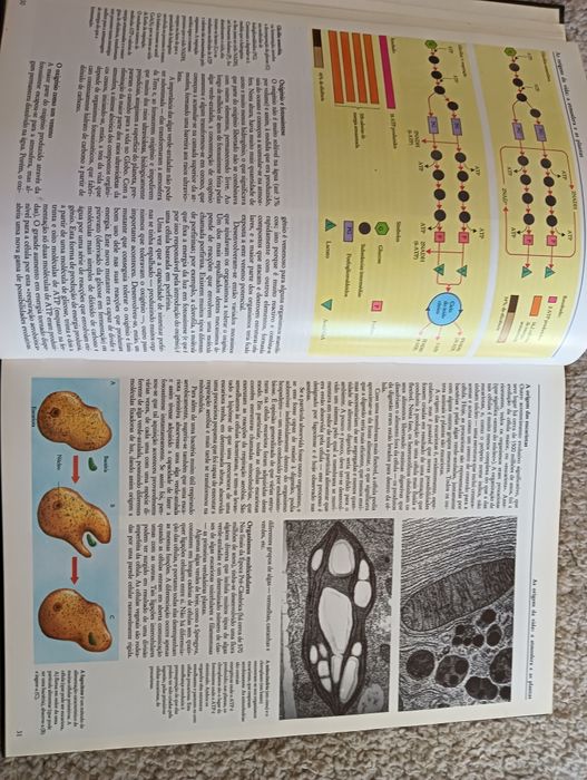 A vida	-	Ardley, Neil; Matthews, Robert  Como novo!