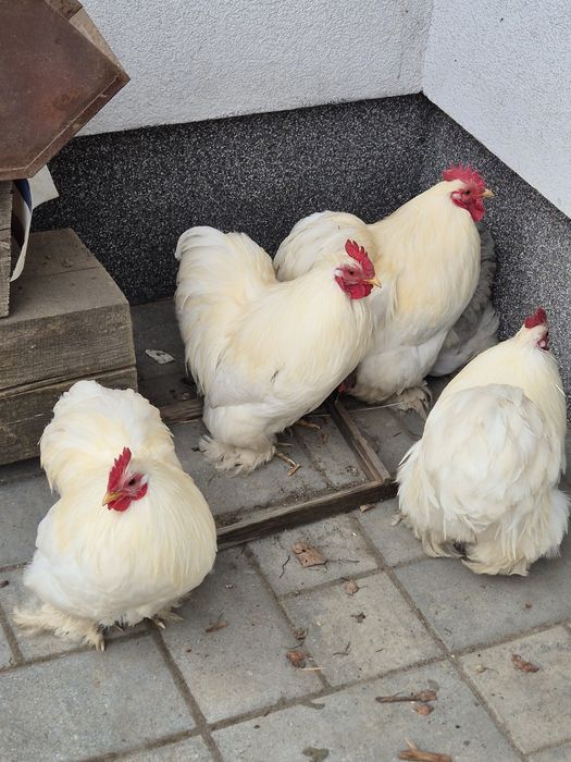 Sprzedam koguty  kochin karzełek biały