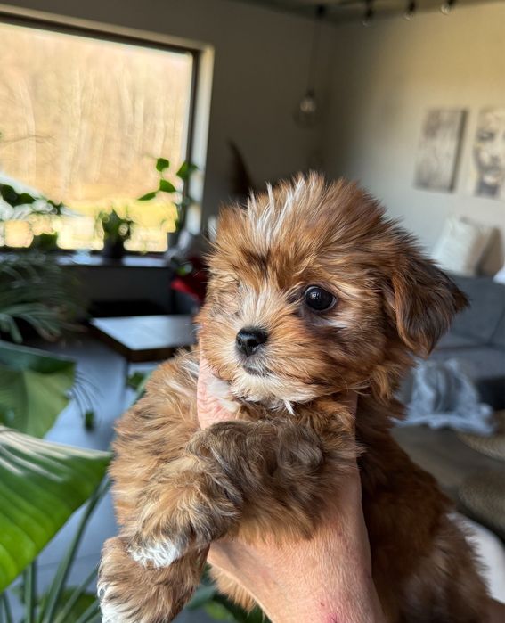 Uroczy piesek Yorkshire Terrier