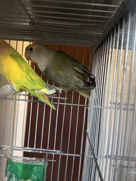 Agapornis de todos os estilos!