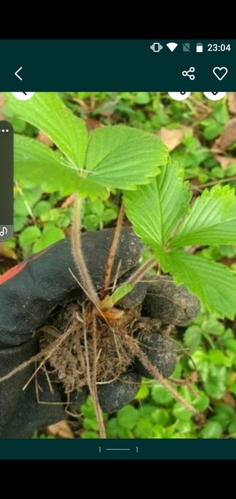 Poziomki- 400 sadzonek