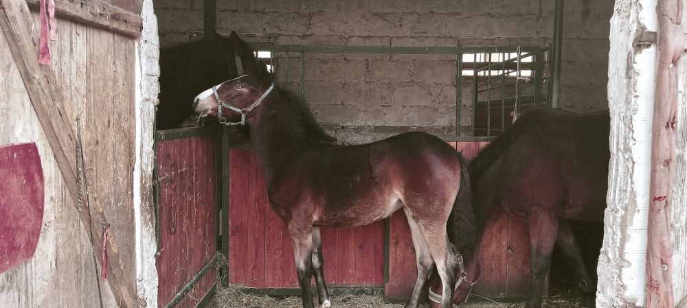 Sprzedam piękną zrebice odsadka