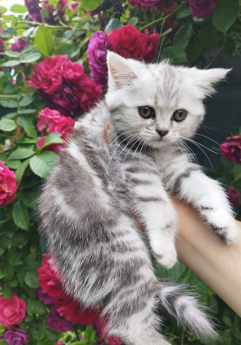 Шотландские котят окраса табби (мраморный) со стоящими ушками (скоттиш страйк) ищут дом.