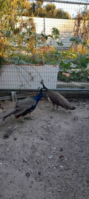 Vendo Casais de Pavões