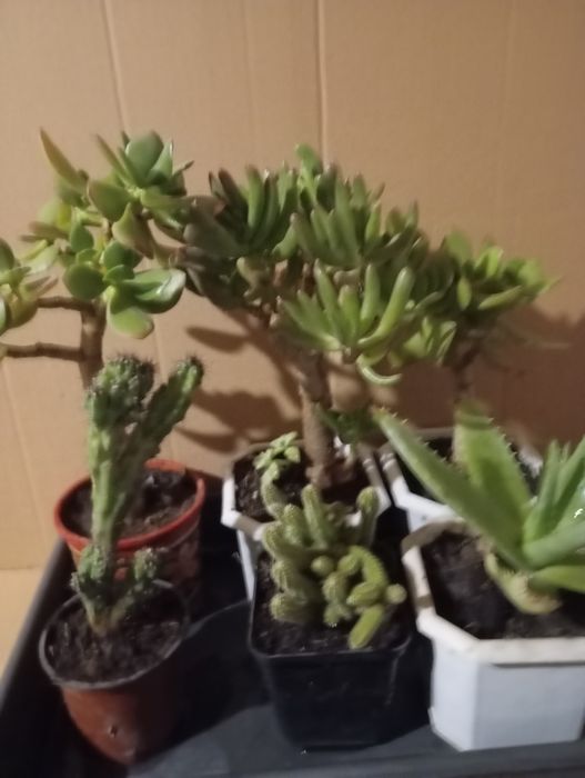 Продам красивые растения