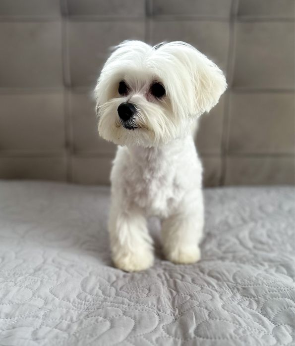 В’язка міні мальтезе