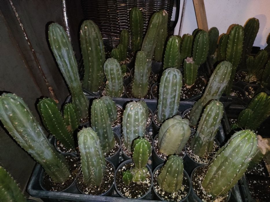 Cato San Pedro panhanoi colunar