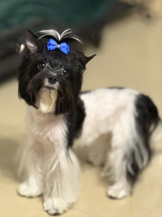York  maleńki piesek z rodowodem Black & White Yorkshire Terrier Biewer