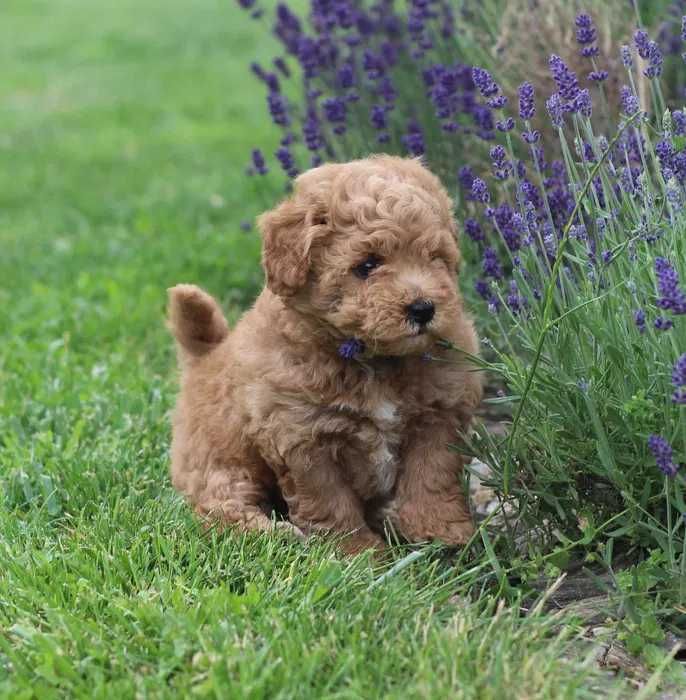 Poodle disponível