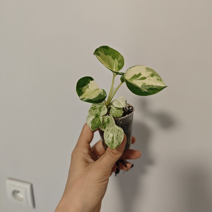Epi Happy Leaf sadzonki