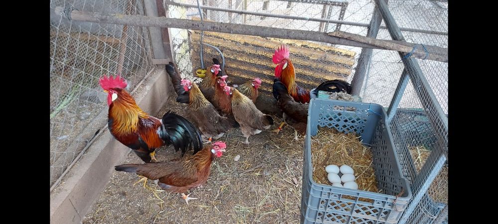 Ovos galados galinhas leghorn Isabela e brown