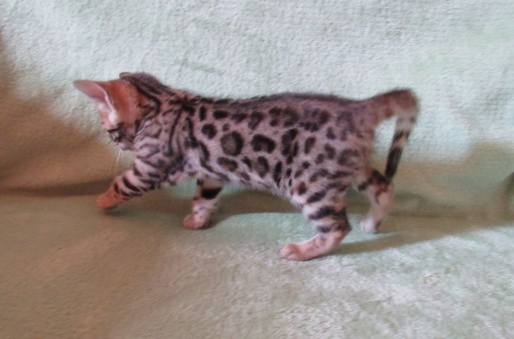 Бенгал Вязка   .