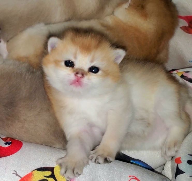 Ручные малыши, котятки золотая шиншилла.