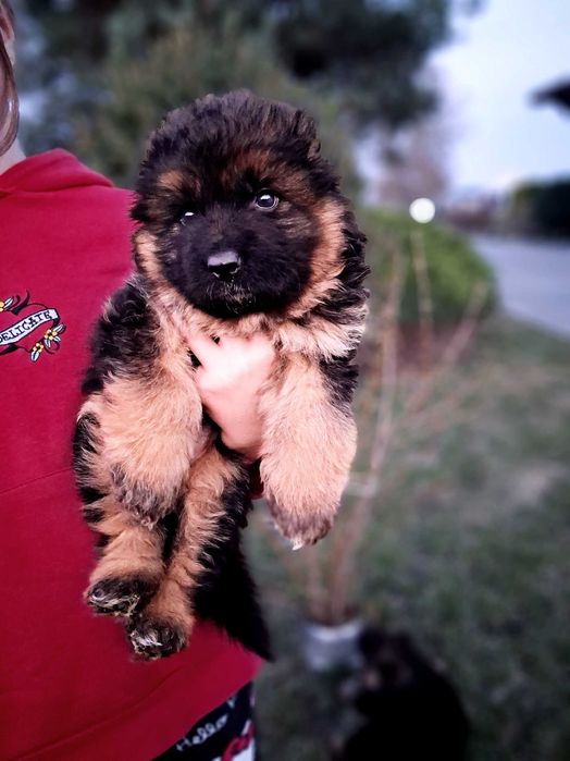 Owczarek Niemiecki Długowłosy Szczeniaki