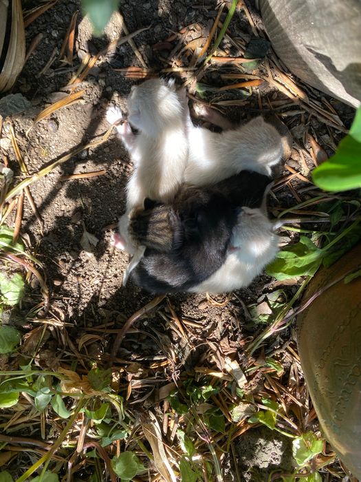 Ninhada de gatos