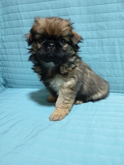 Королівські чистокровні пекінесочки