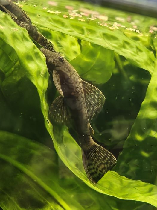 Glonojady, zbrojniki, rybki