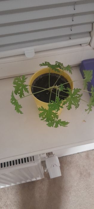 Anginka Geranium