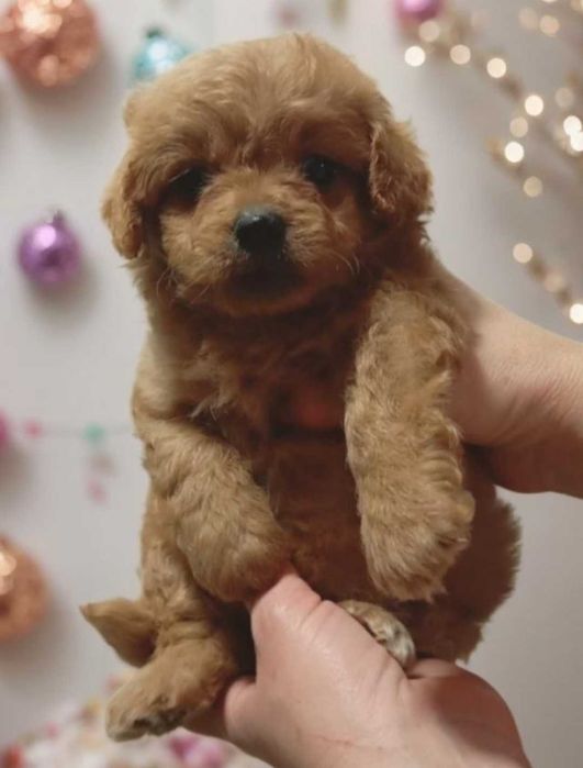 Карамельный мальтипу.