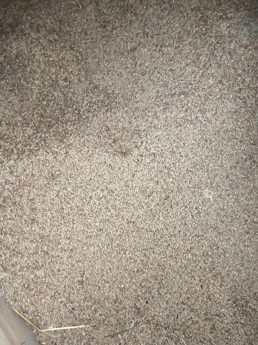 sprzedam jęczmień i pszenżyto