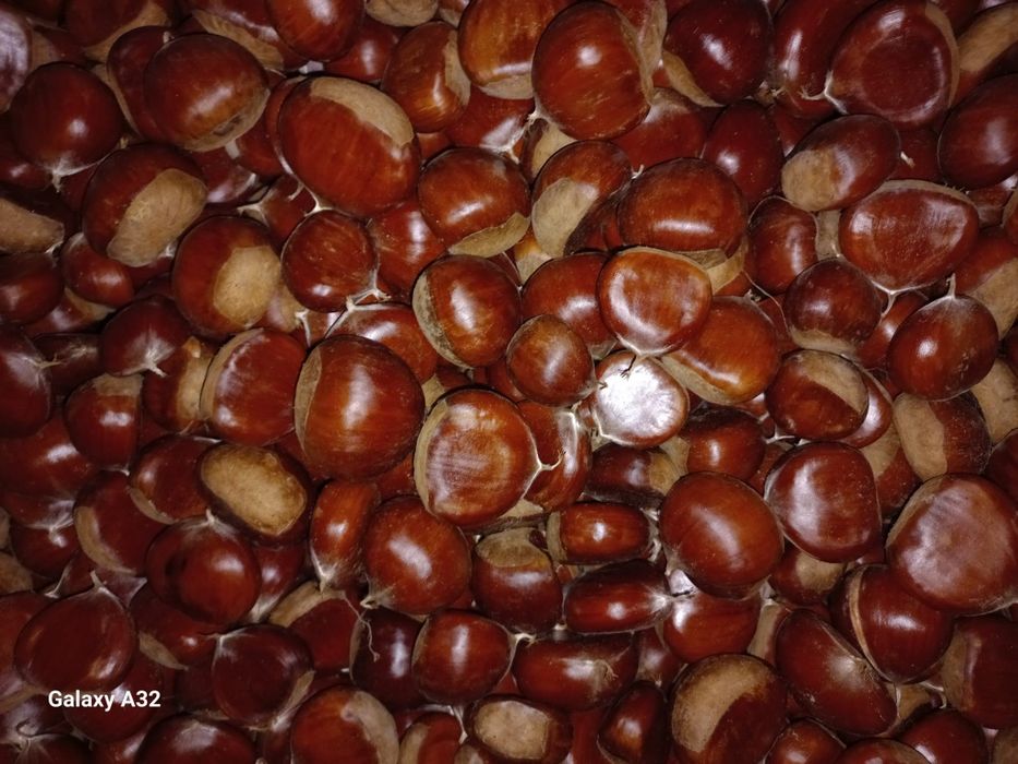 Castanhas gordinhas