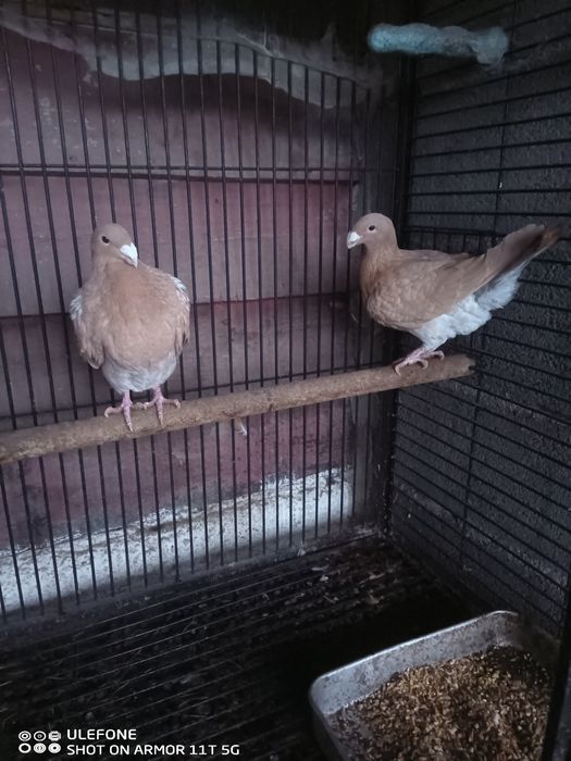 Pombos correio beleza Alemão