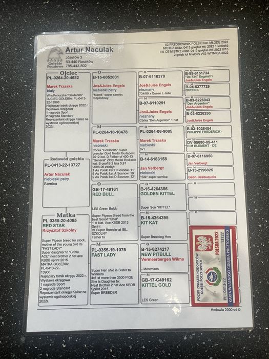 Gołąb  pocztowy samiec